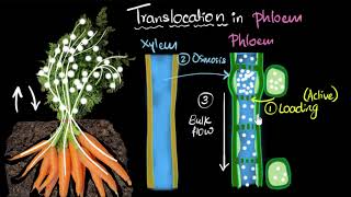 Phloem & translocation  | Life processes | Biology | Khan Academy