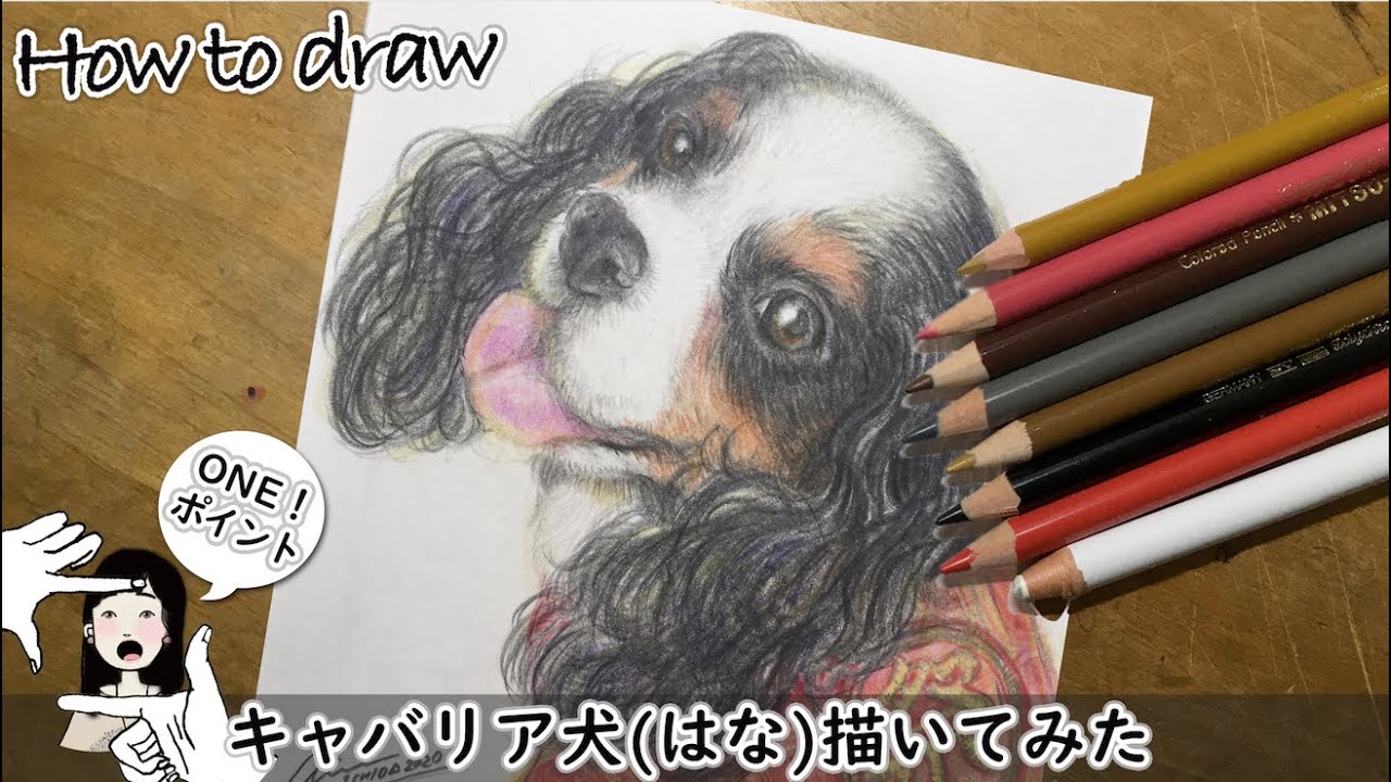 キャバリア犬(はな)描いてみた】色鉛筆描き方《下絵に色を塗る前にする