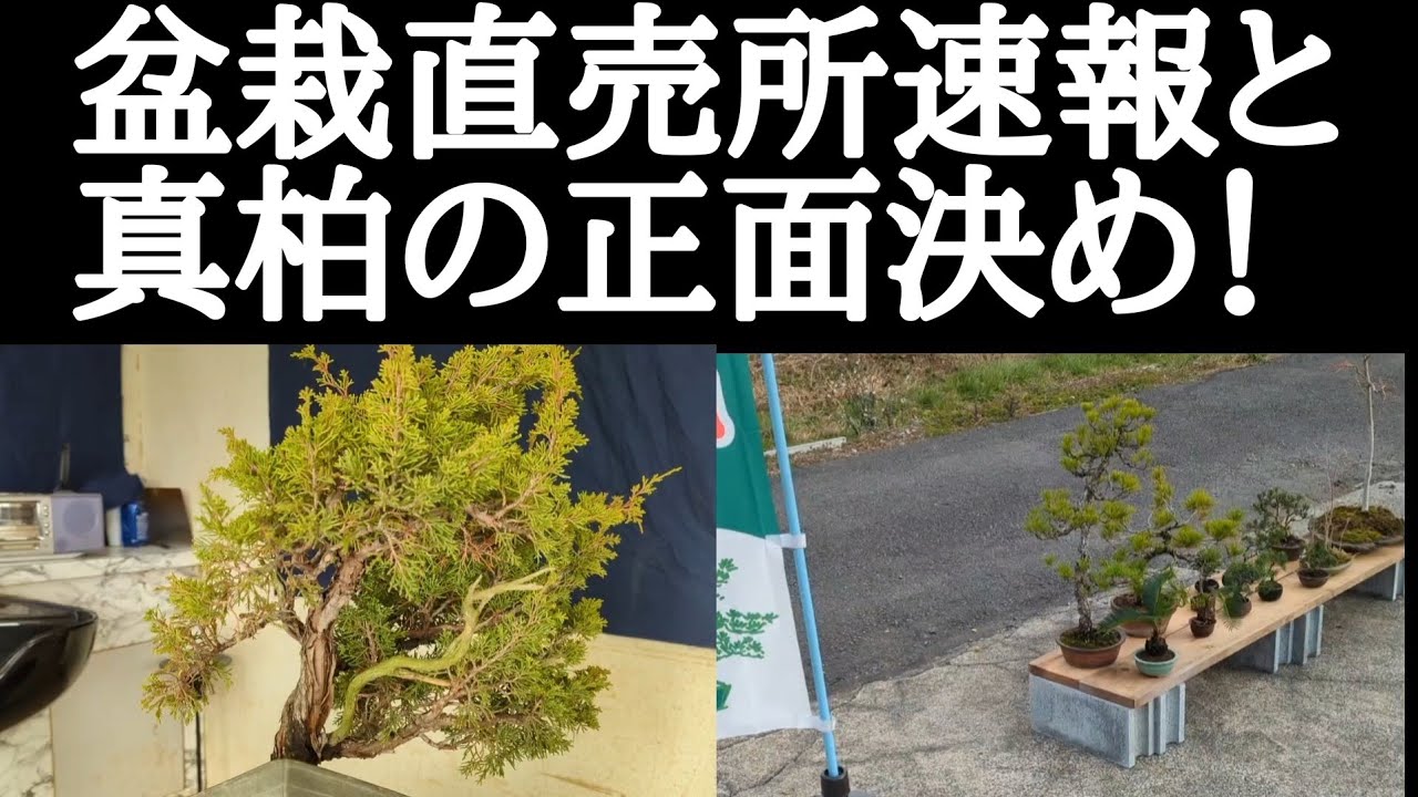 盆栽直売所速報と真柏の正面決め！ - YouTube