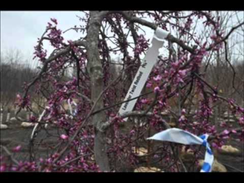 Our Dwarf Redbud Trees Our Dwarf Redbud Trees