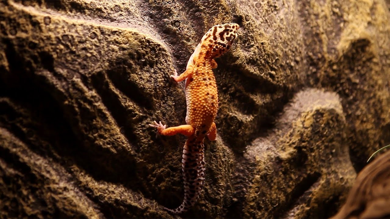 벽타는 레오파드게코(Leopard gecko climbing) YouTube