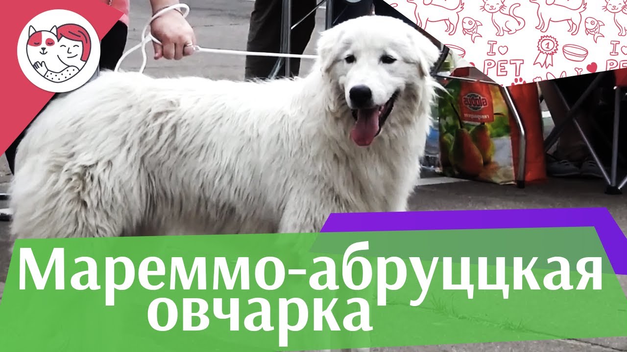 Маремма-абруццкая овчарка на ilikepet. Особенности породы, уход