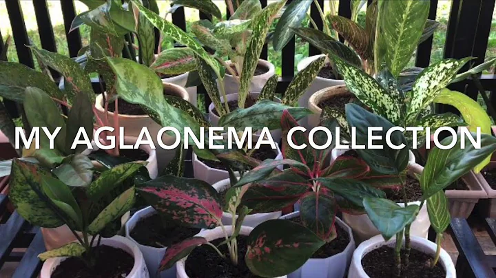 My Aglaonema Collection