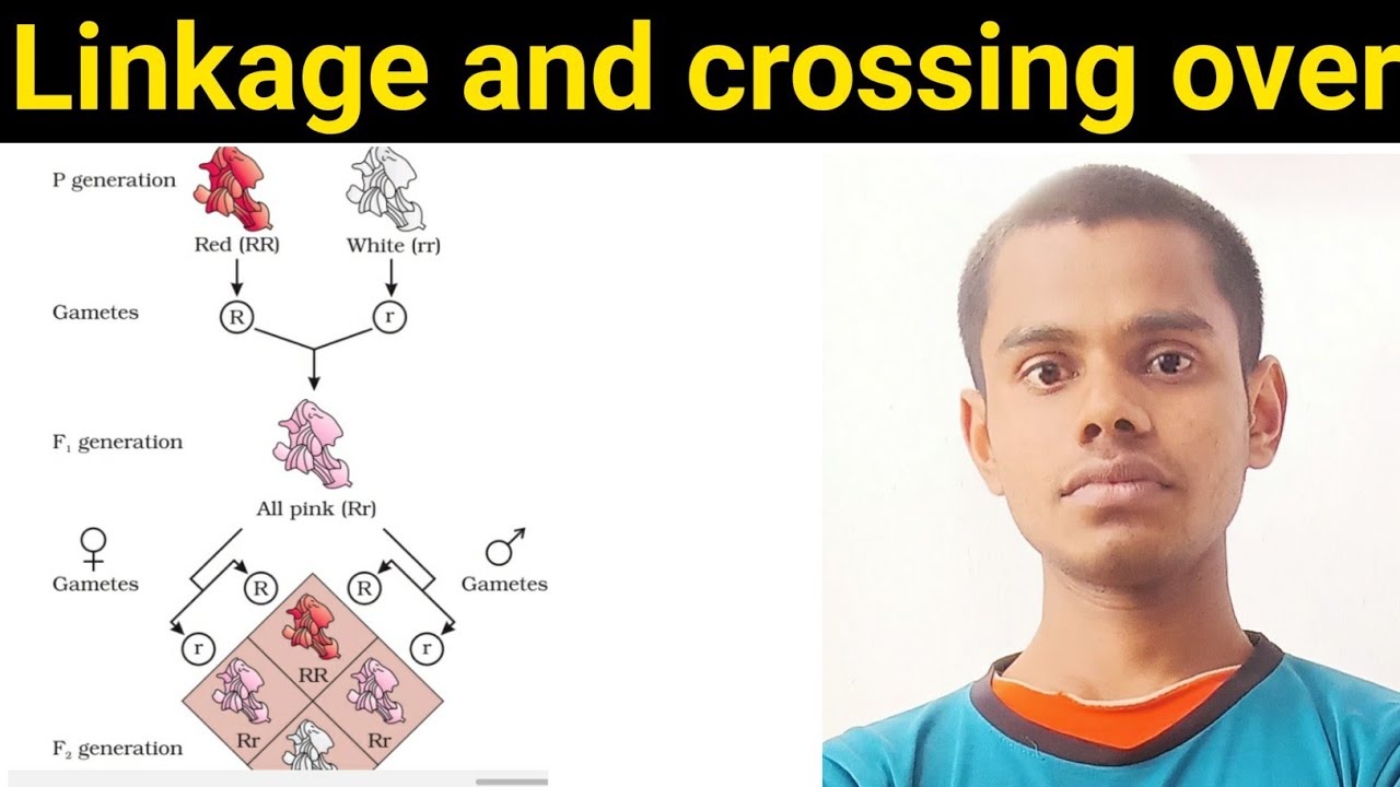 Bsc part 3 zoology Linkage and Crossing over Bsc 3rd year zoology