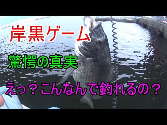 岸壁黒鯛ゲーム シーバスタックルにワームで落とし込み ヘチ釣り Youtube