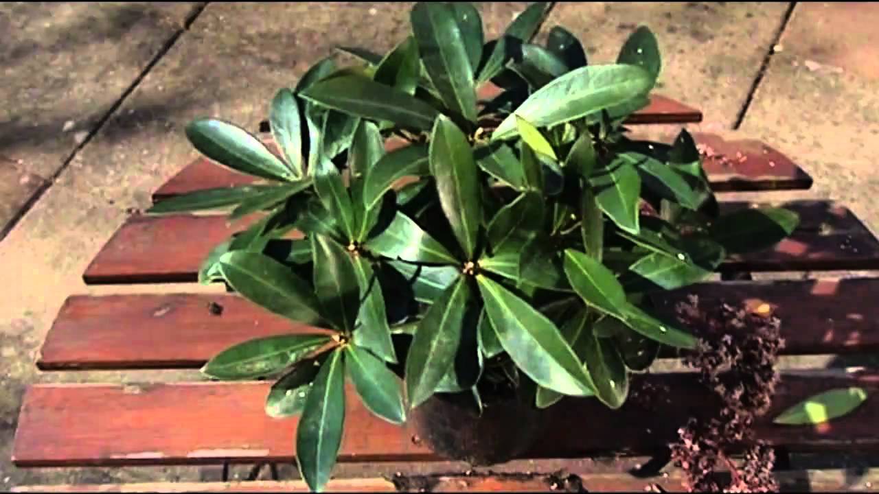 Skimmia Japonica snoeien YouTube