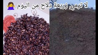 من اليوم لا ترمي زريعة دلاح!؟ ألذ سليلو بأبسط مكون