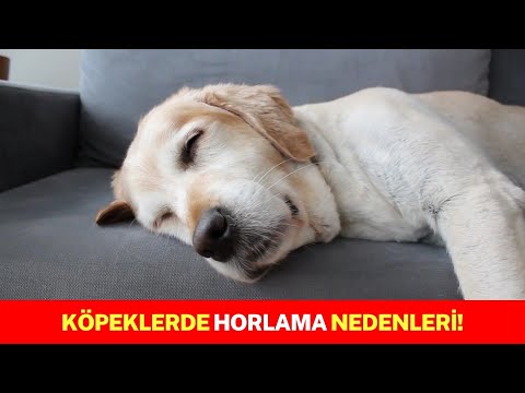 Video: Nohut Tahılsız Köpek Treat Tarifi