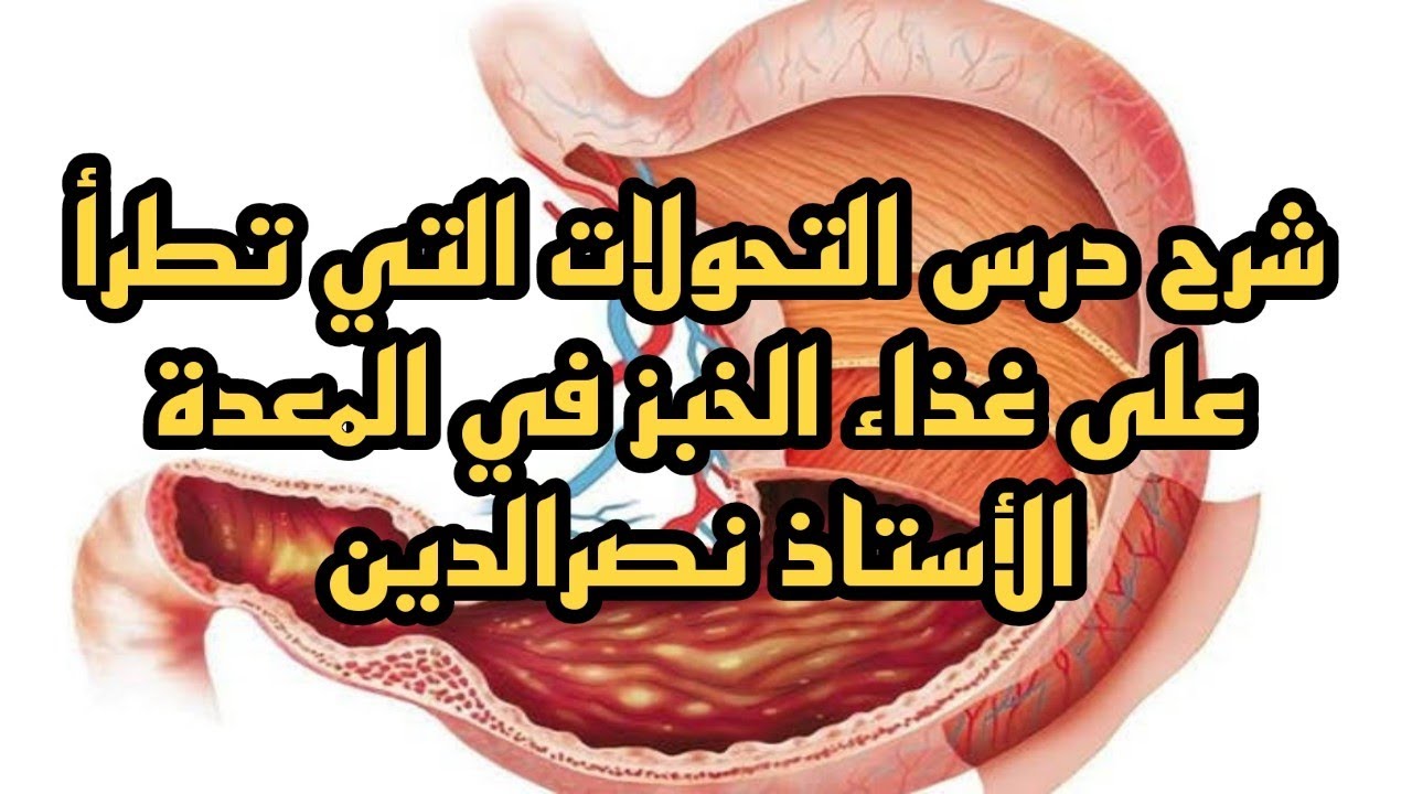 الدرس 2 : التحولات التي تطرأ على غذاء الخبز في مستويات أخرى من الانبوب الهضمي ( على مستوى المعدة )