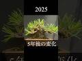 盆栽 5年の変化 #bonsai #盆栽