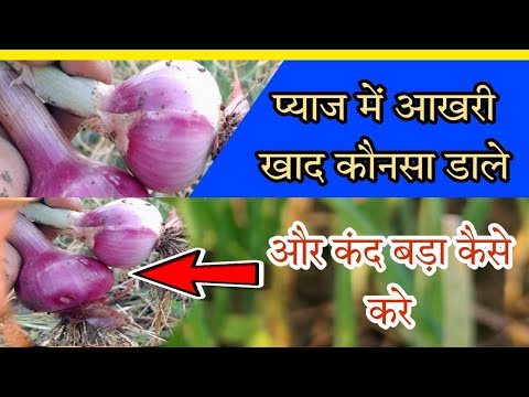 मात्र 10 दिनों में प्याज के कंद को कैसे बड़ा करे।प्याज में आखरी खाद कौनसा डाले।प्याज के कंद को बड़ा