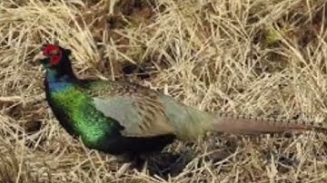 あれの正規の続編となる映画の予告