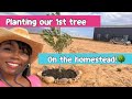 Planting our 1st tree on our Arizona off grid homestead!