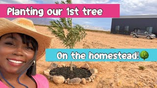 Planting our 1st tree on our Arizona off grid homestead!