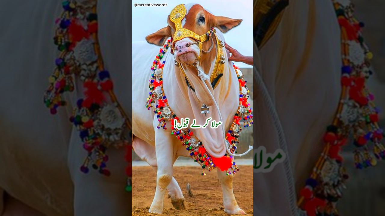 Bakra Eid Mubarak❤ Bakra Eid Status #status #shorts #bakraeidspecial