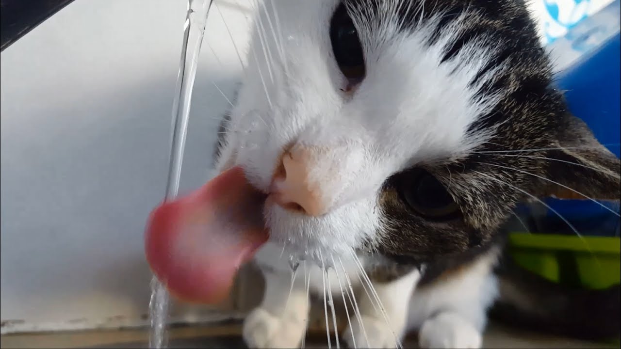  Funny  cat  playing in the sink and drinking from the tap 
