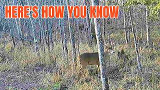 Should You Hunt a Remote Rut Funnel Or Near the Doe Zone??
