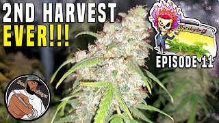 MY 2ND HARVEST EVER!!! - The Mars Grow: Gelato Autoflower S1 EP11