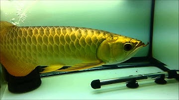 Cá Rồng Quá Bối Đầu Vàng 35cm