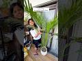 5 Care Tips For Healthy Areca Palm Yt Youtubeshorts Shorts Ytshorts Diy Arecapalm Plants 5 Care Tips For Healthy Areca Palm Yt Youtubeshorts Shorts Ytshorts Diy Arecapalm Plants