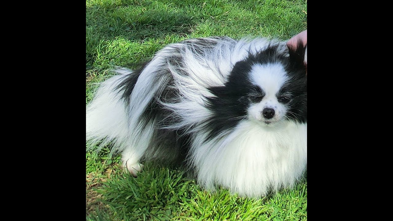 Mylee The Piebald PartiColoured Pomeranian YouTube