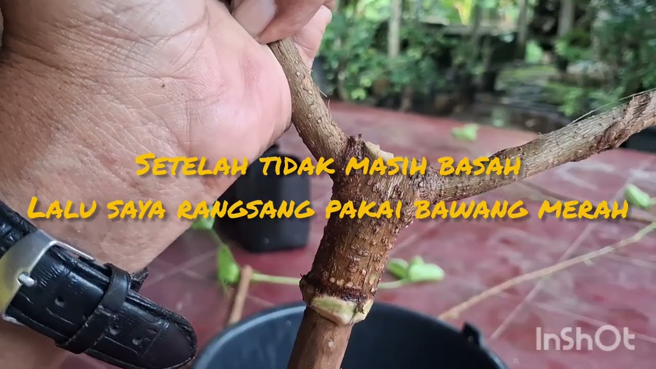 Panen paksa cangkokan Sancang tak tumbuh akar.penyebab dan penanganan penanaman