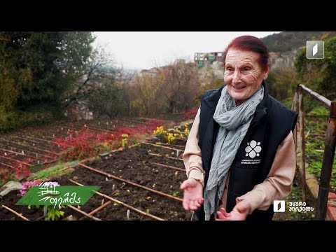 #არტიშოკი მებაღე, რომელმაც 60 წელი მცენარეების მოვლაში გაატარა