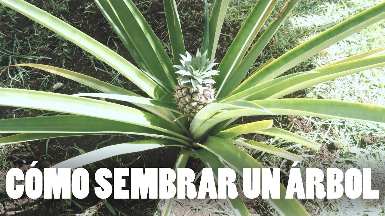 Cómo sembrar un árbol - Plantando una Mata de Piña - Cultivando una ...