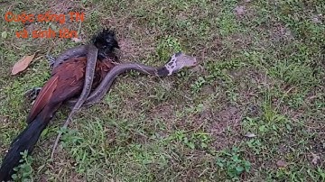 Trận chiến sinh tử giữa chim bìm bịp và rắn hổ mang bành cực độc 