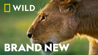 The Matriarchs Of The Animal kingdom | Queens | National Geographic WILD UK
