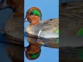 Best duck to kill #duckhunting #countryboy