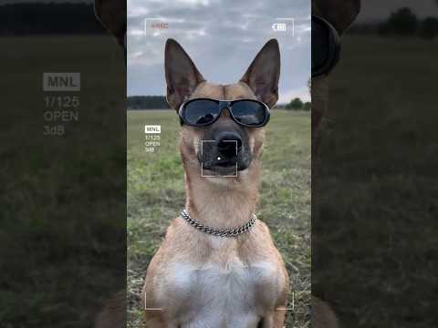 СОБАЧЬЯ ГРУППИРОВКА 👊😎 #собака #собаки #животные #shorts