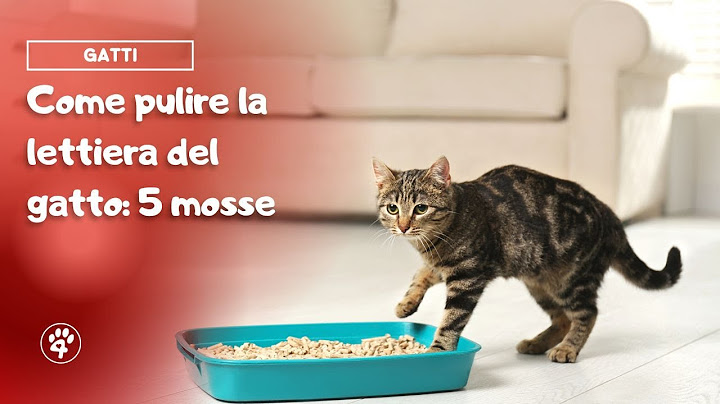 Ogni quanto pulire la lettiera del gatto