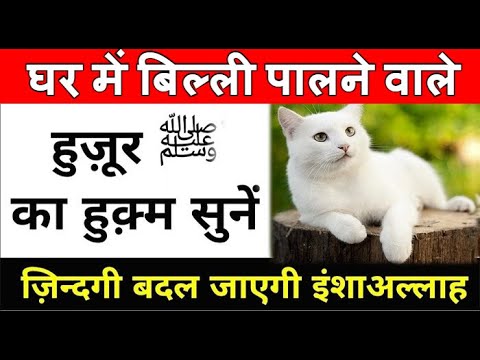 इस्लाम में बिल्ली पालना // घर में बिल्ली रखना // बिल्ली पालना जायज है या नाजायज New 2021