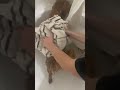 Place the towel over the dogs back and gently rub the towel over the dogs entire body of fur.