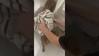Place the towel over the dogs back and gently rub the towel over the dogs entire body of fur.