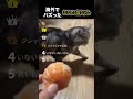 海外でバズったおもしろ猫ちゃん