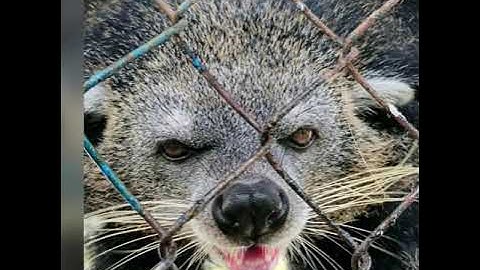 Trại Rắn Đồng Tâm mùa Covid 19 - Trung tâm Nuôi trồng Nghiên cứu Chế biến Dược liệu Quân khu 9