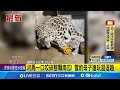 動物迎萬聖節的慶祝活動