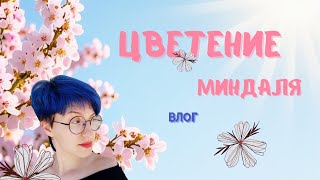 Цветение миндаля в центре Израиля🌸🌸🌸