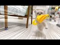 雨で散歩に行けない日のわんこの荒ぶり。