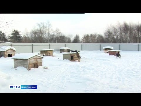 В ярославском приюте появятся новые вольеры для животных