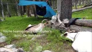 Pack goat:  Silas Canyon Deer Lake