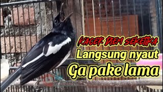 Gak pake lama, Pancingan kacer apasaja jamin langsung bunyi, kacer diam langsung nyaut!!