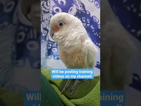 Meet the newest edition to our family! Cracker the goffin cockatoo! #parrot #cockatoo #adoptdontshop