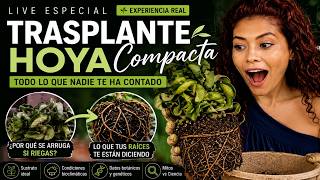 TRASPLANTE de HOYA COMPACTA 🌿Te muestro mis ERRORES en su cultivo