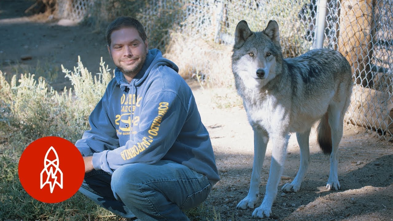 “Living With Wolves Saved My Life”