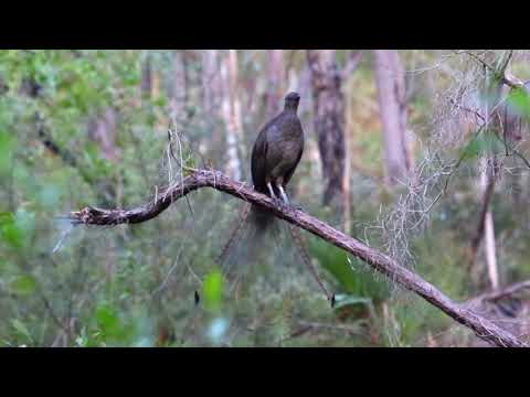 Lyrebird copy Kookaburra