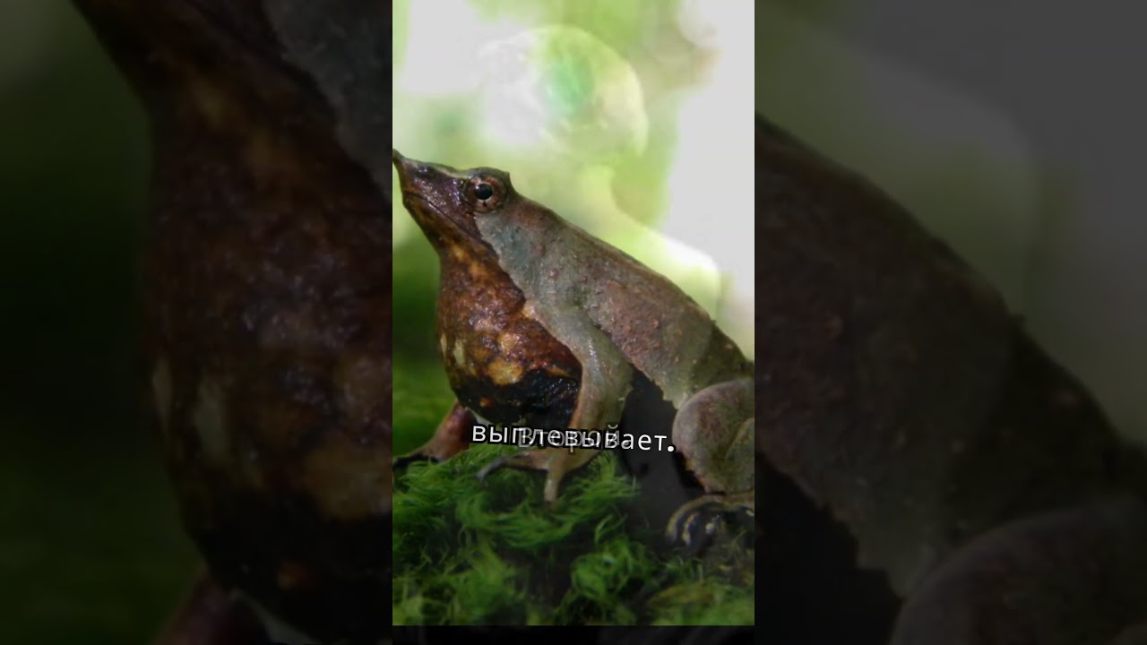 3 ИНТЕРЕСНЫХ ФАКТА 