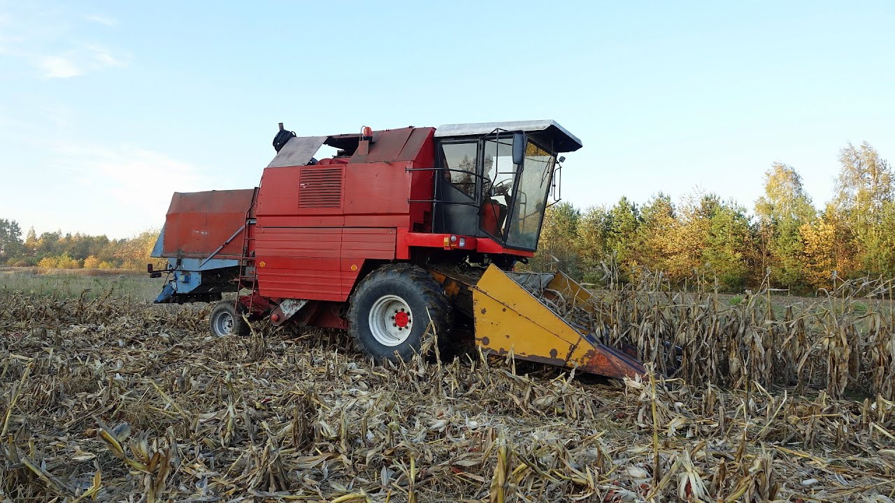 Zbiór kukurydzy Bizon Rekord po przeszczepie od BS-a || Żniwa 2025 cz.32 ||